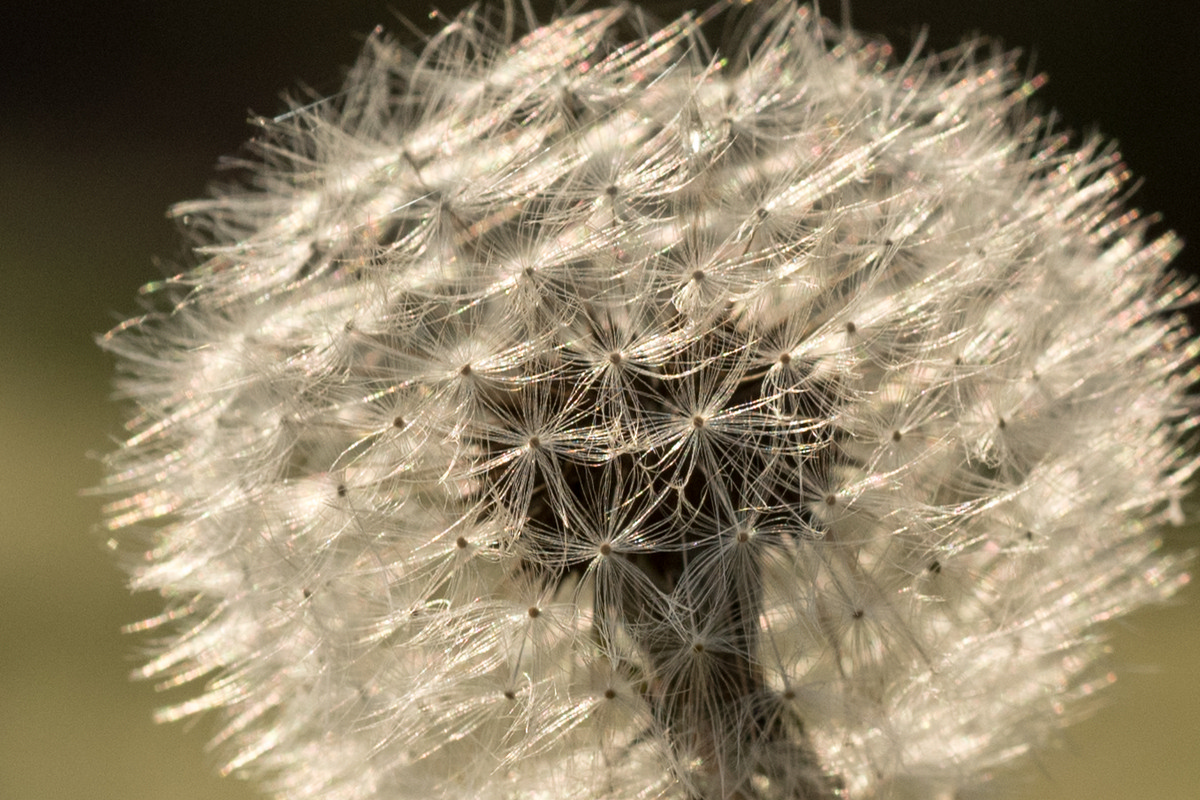 Carrollton Georgia - Dandelion